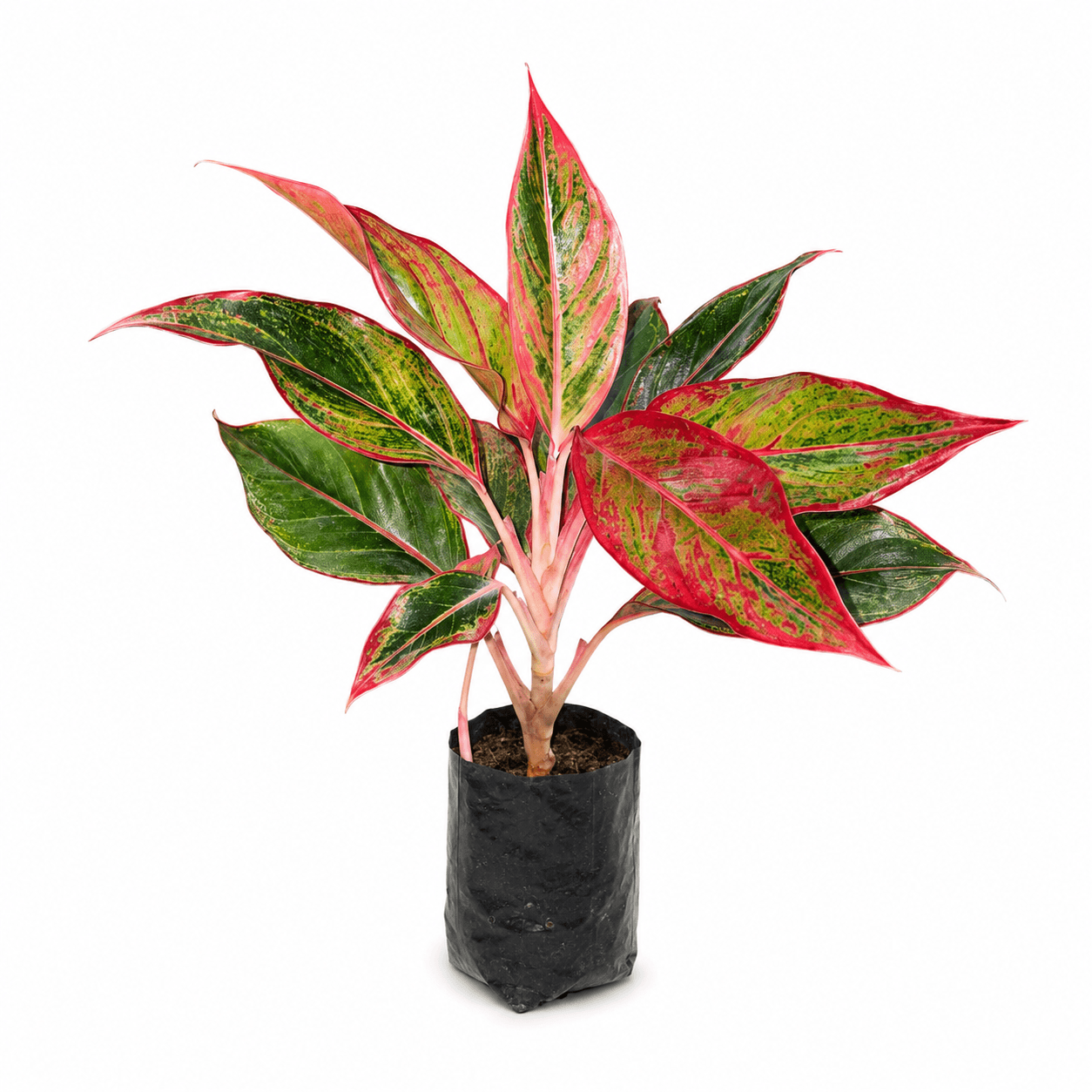 Lipstick Plant